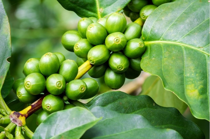 Зеленый кофе оптом цена